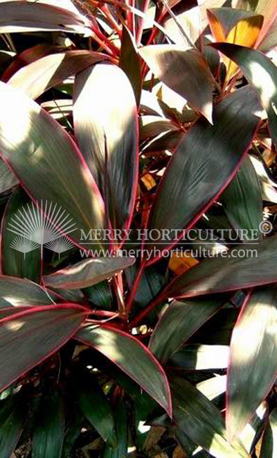 Cordyline fruticosa 'pink magic'